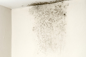 black mold removal in simsbury massachusetts and connecticut black what does black mold look like